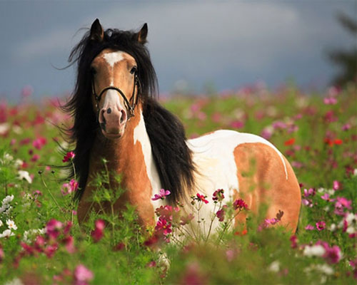 آشنایی با انواع نژاد اسب ها