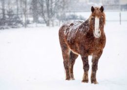 مراقبت از اسب در زمستان